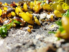 Halosaccion glandiforme