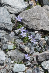 Campanula cenisia
