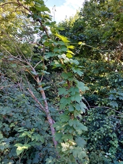 Humulus lupulus