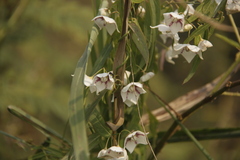 Oxystelma esculentum