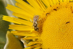 Halictus concinnus