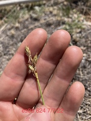 Carex siccata