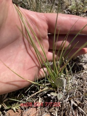 Carex siccata