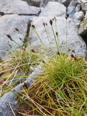 Carex micropoda