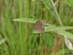 Stegosatyrus periphas