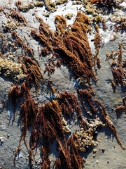 Cumagloia andersonii