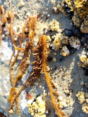 Cumagloia andersonii