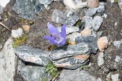 Campanula cenisia