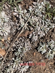 Antennaria rosulata