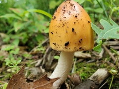 Amanita