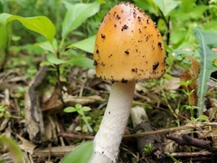 Amanita