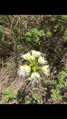 Platanthera praeclara