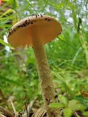 Amanita