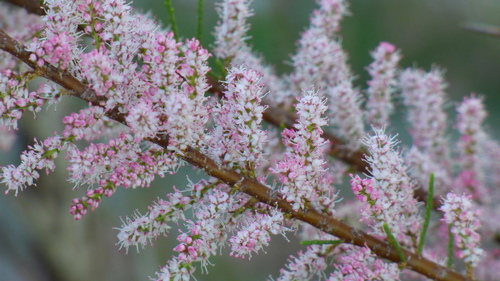 Saltcedar