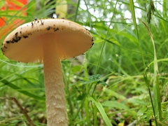 Amanita