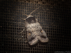 Proteuxoa restituta