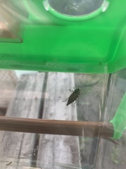Dicerca tenebrica