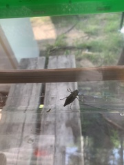 Dicerca tenebrica