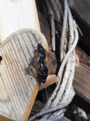 Satyramoeba hetrusca