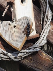 Satyramoeba hetrusca