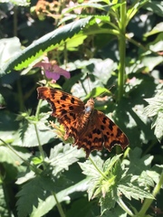 Polygonia c-album