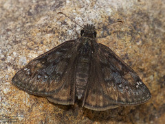 Erynnis meridianus