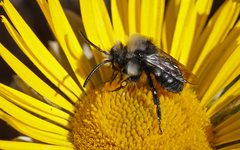 Melecta caroli