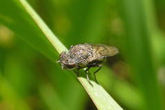 Paralimna punctipennis