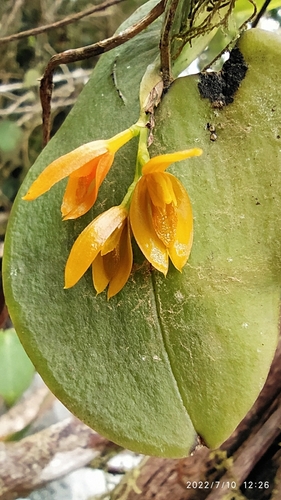 Polystachya Orchid