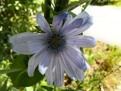 Cichorium intybus