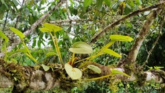 Acianthera polystachya