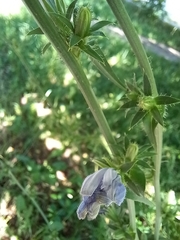 Cichorium intybus