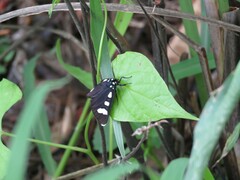 Alypiodes bimaculata