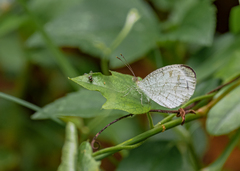 Leptosia nina