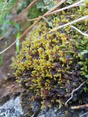 Hypnum dieckii