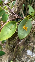 Acianthera polystachya