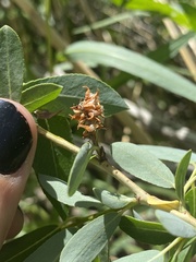 Salix pseudomonticola