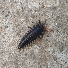 Oiceoptoma thoracicum