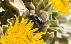 Melecta caroli