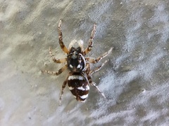Salticus scenicus
