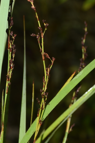 Costularia pantopoda image