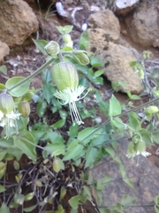 Silene campanulata