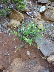 Silene campanulata