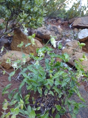 Silene campanulata