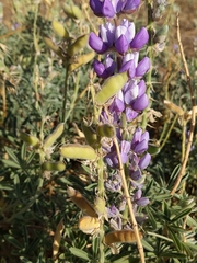 Lupinus