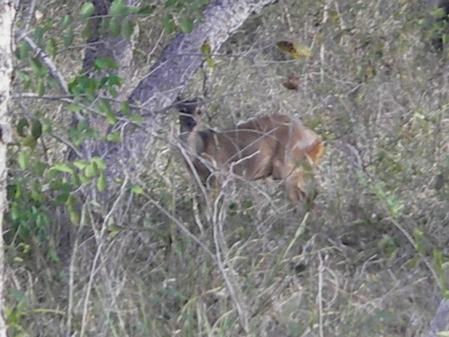 Subulo gouazoubira