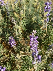 Lupinus