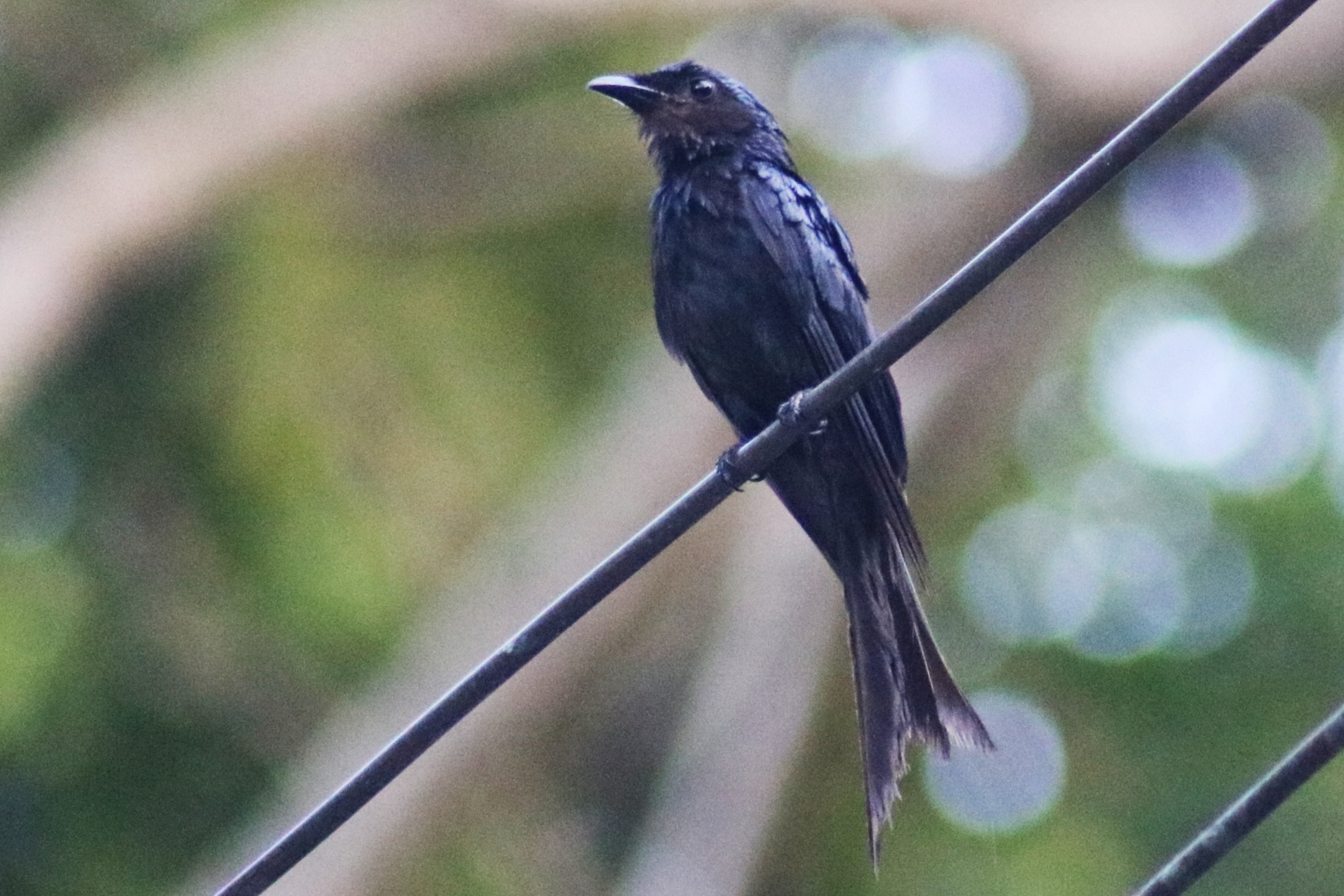 Bronzed Drongo
