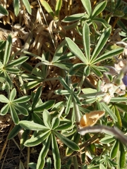 Lupinus