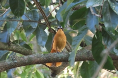 Cossypha heuglini heuglini